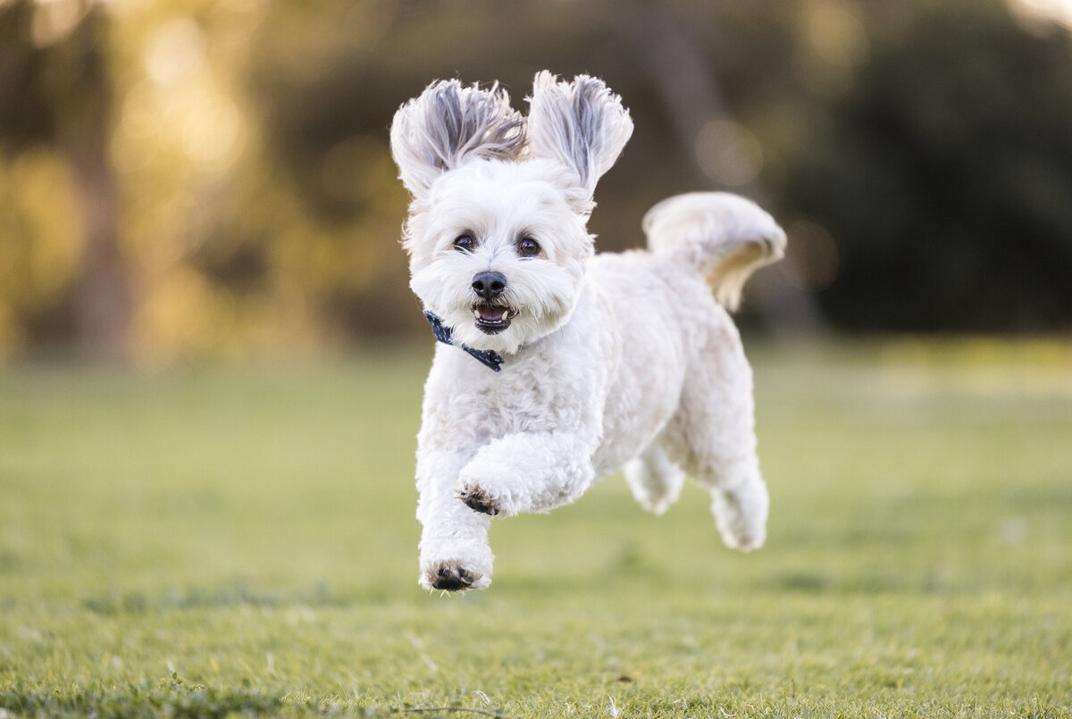 san diego dog photographer 7 copy