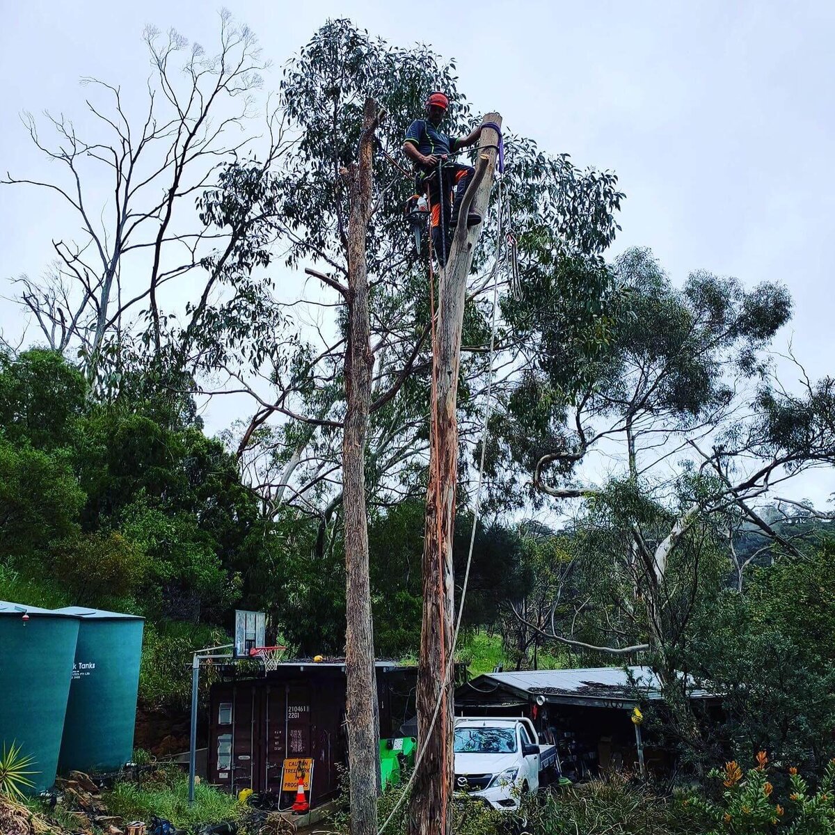 Evergreen Tree Services SA-001