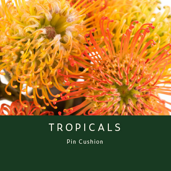 Tropicals-Pin-Cushion