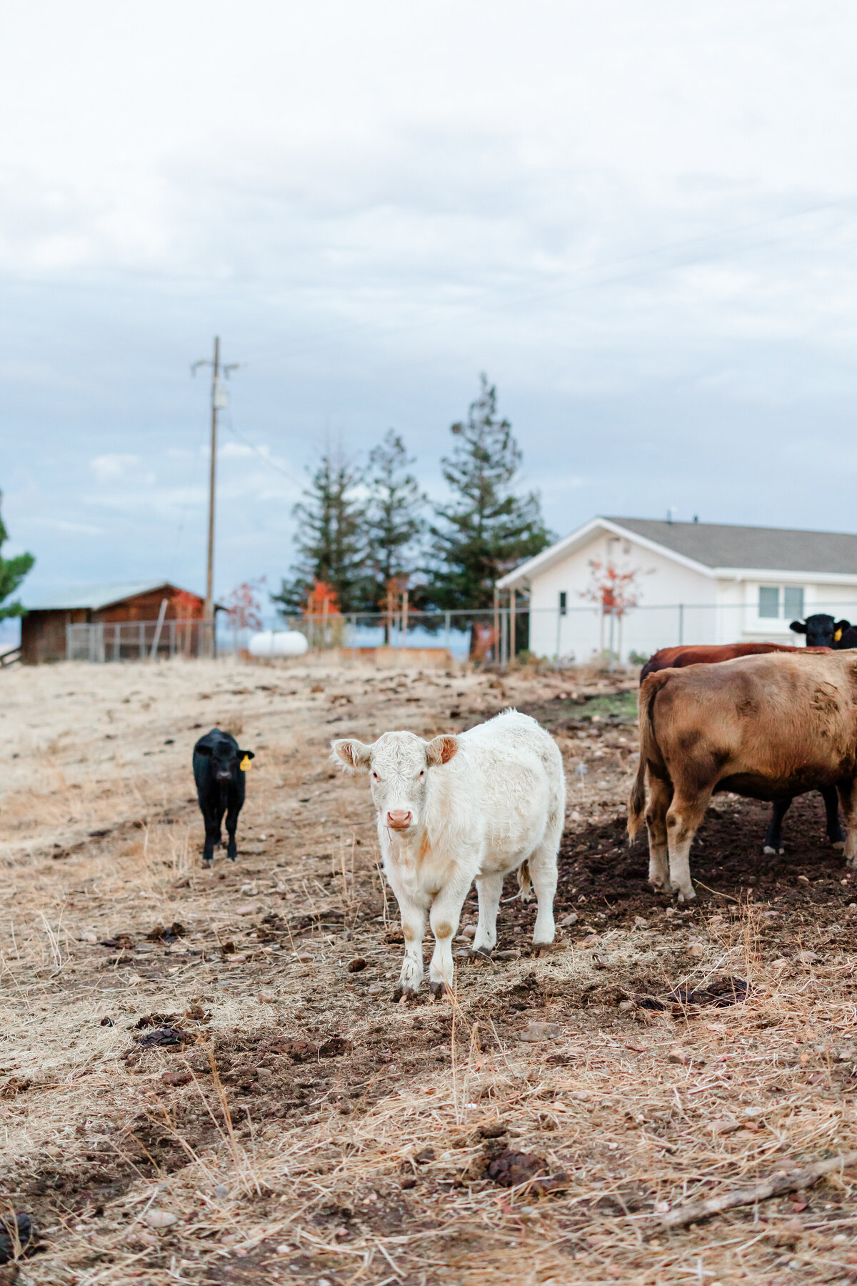Carter-Valley-Ranch-Wedding-170