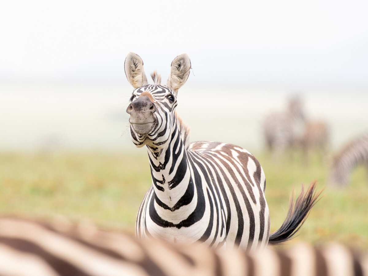 website-serengeti-animals3