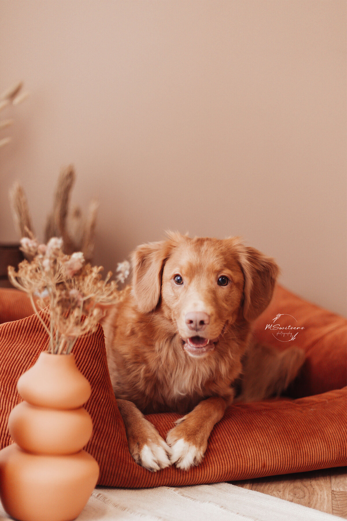 Toller in hondenmand met droogbloemen tijdens hondenfotoshoot in de daglichtstudio te Geel