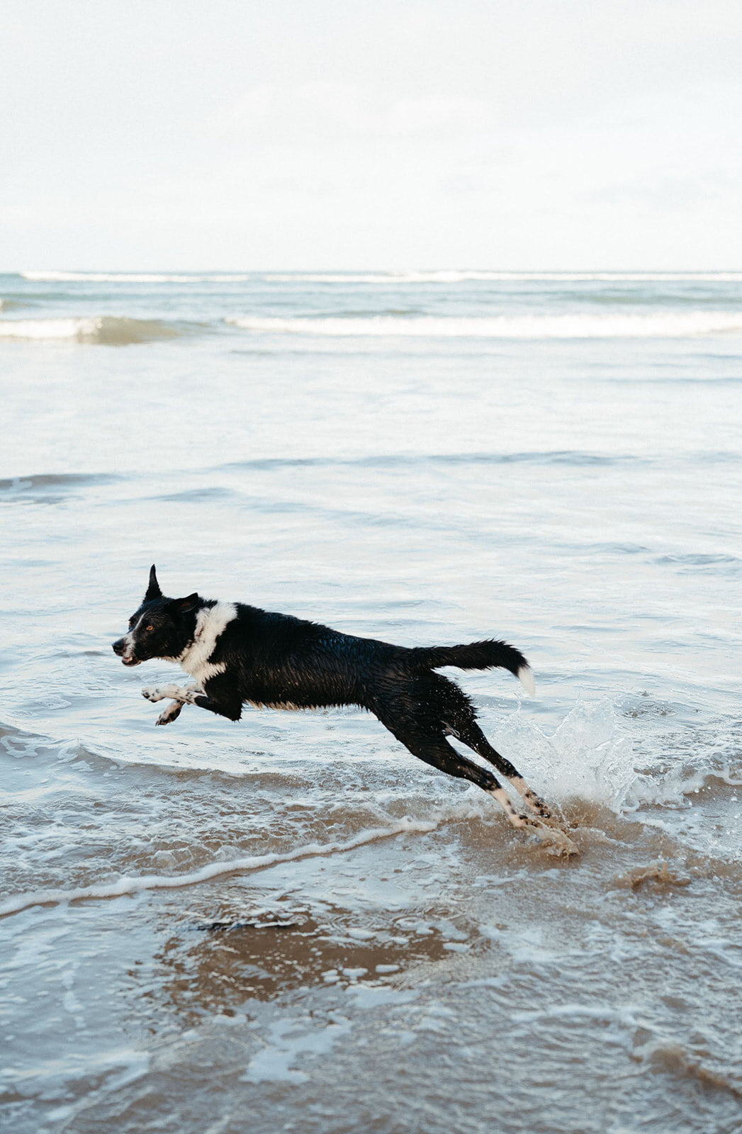 Point-addis-family-photo-session-with-baby-and-dog-Bobby-Dazzler-Photography-7