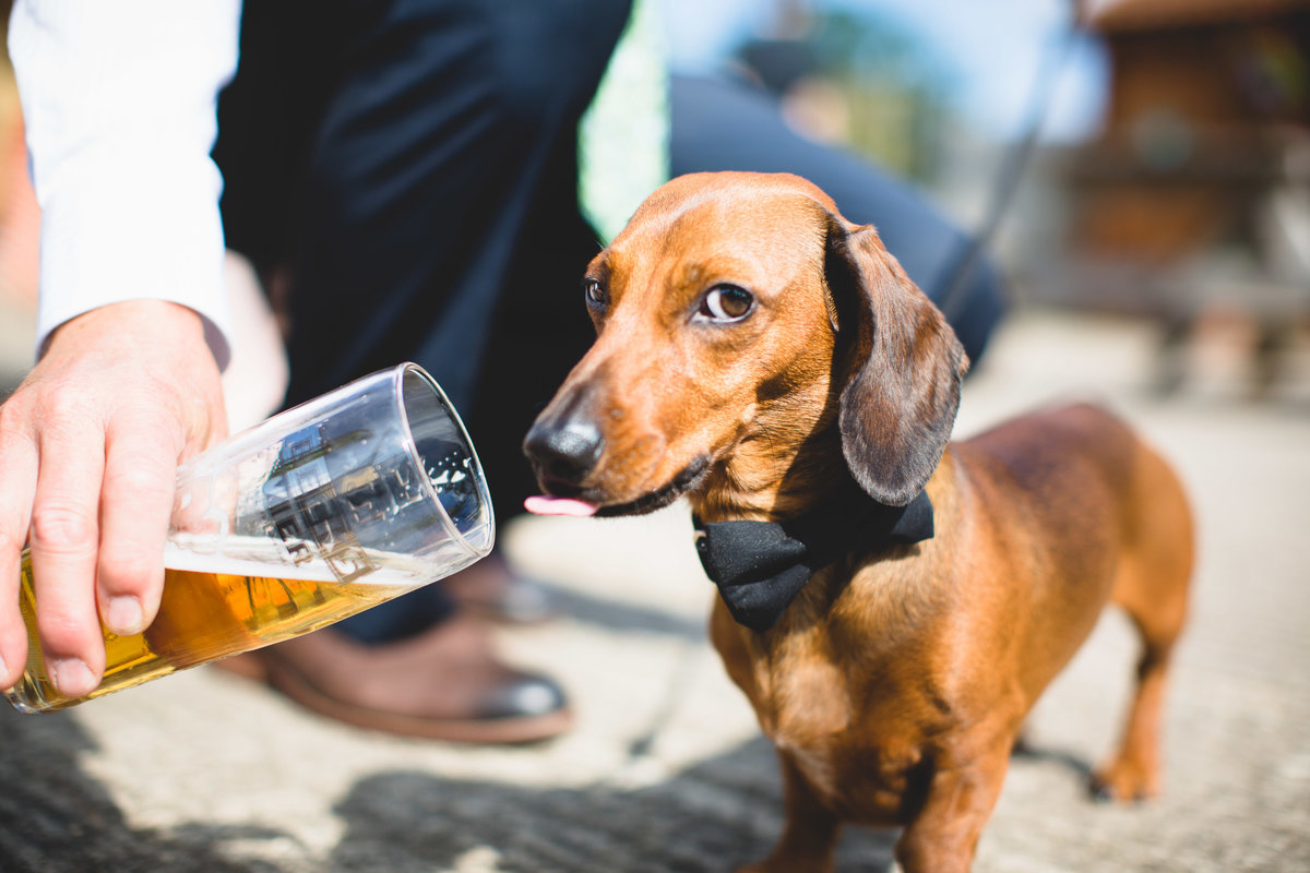 dachshund sausage dog bow tie wedding beer