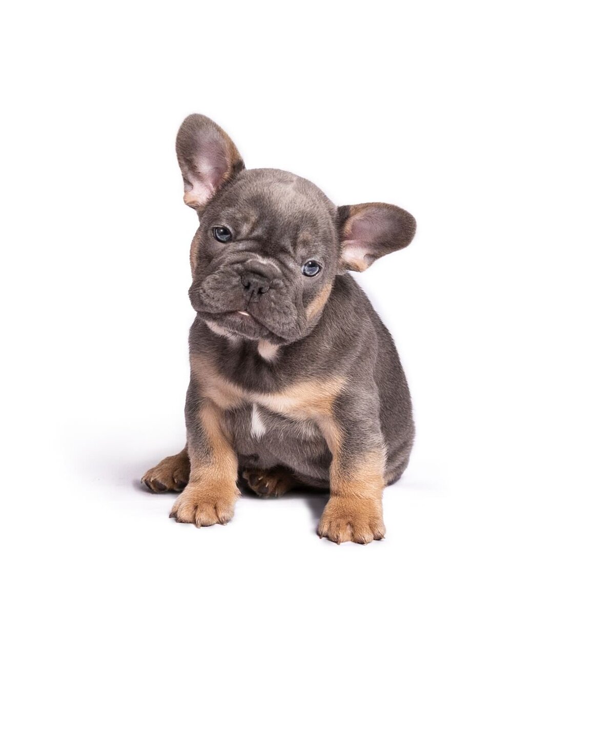 lilla-bordas-portraits-tampa-DOG-photographer1408_1