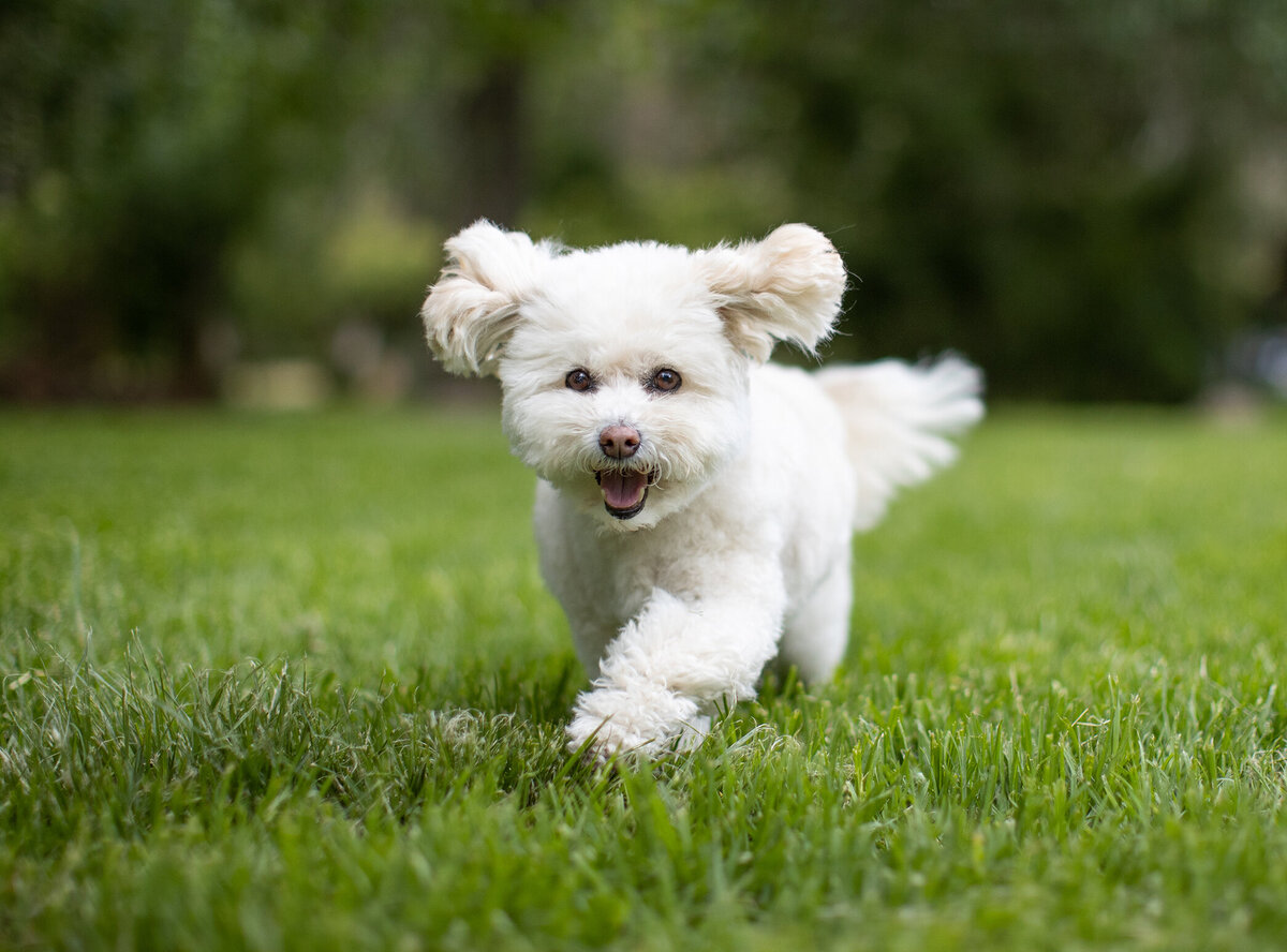 dog product photographer 5 copy
