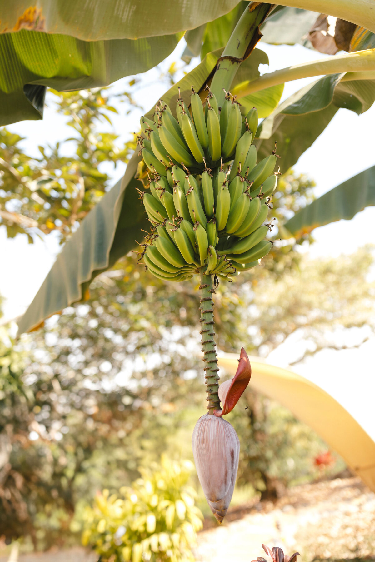 CostaRica_SameSummit_MandeeRaePhotography_022