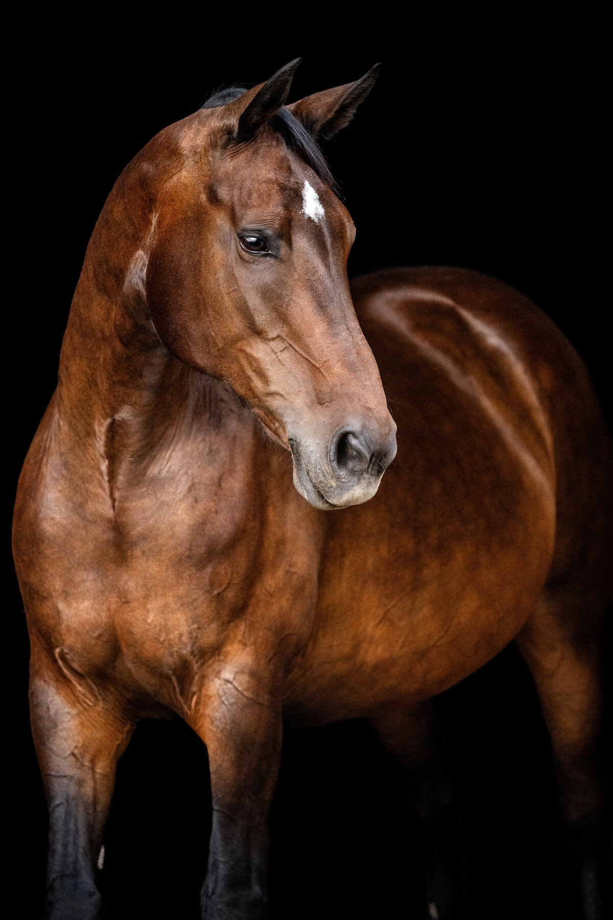 Tuscaloosa Equine Photographer showing off her black background fine art photos with this barrel racing beauty.