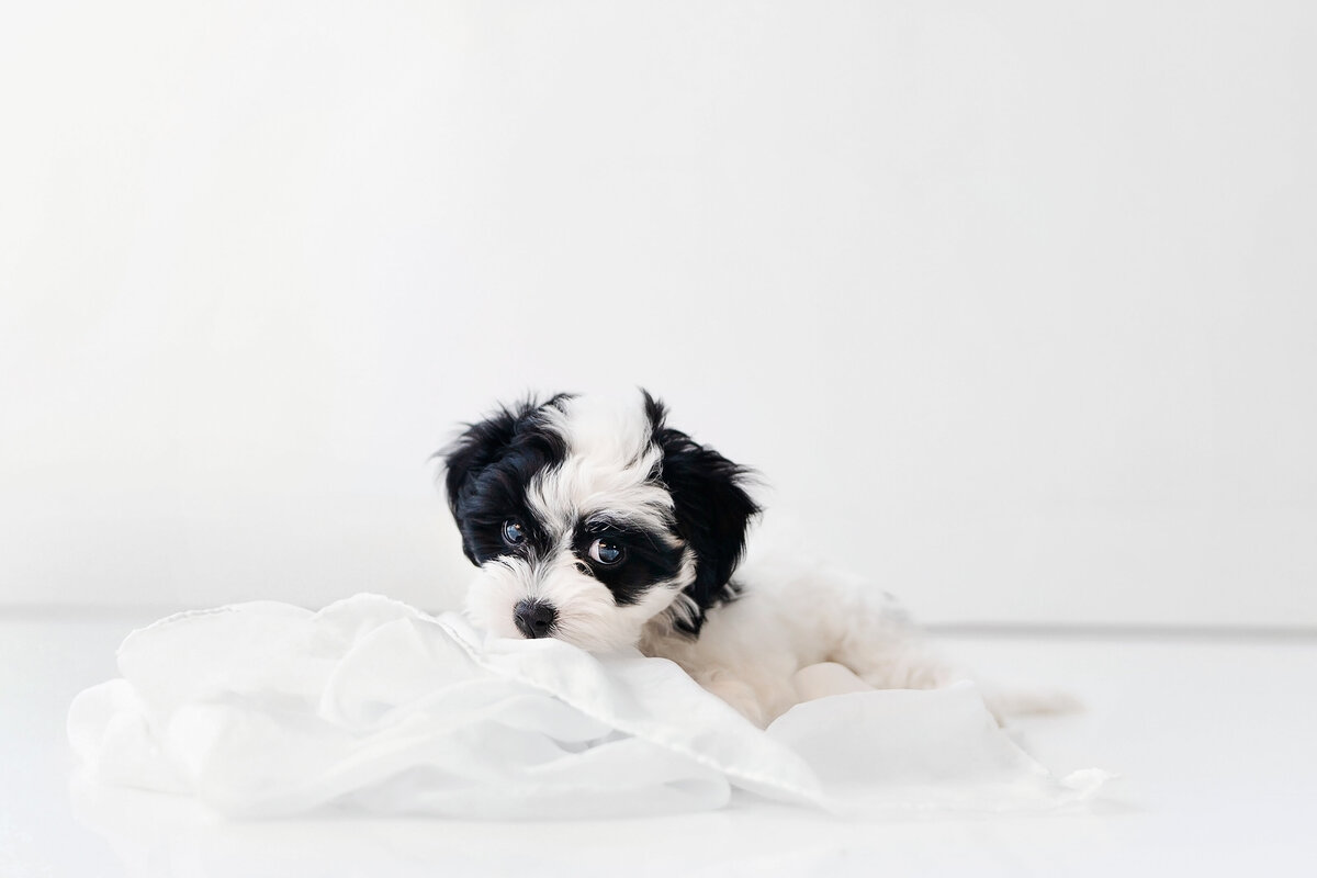 Pet Photographer Grand Junction -  283