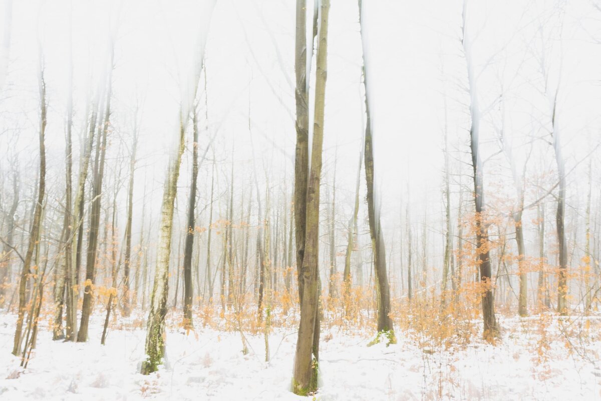 Forest Bathing, Winter 2