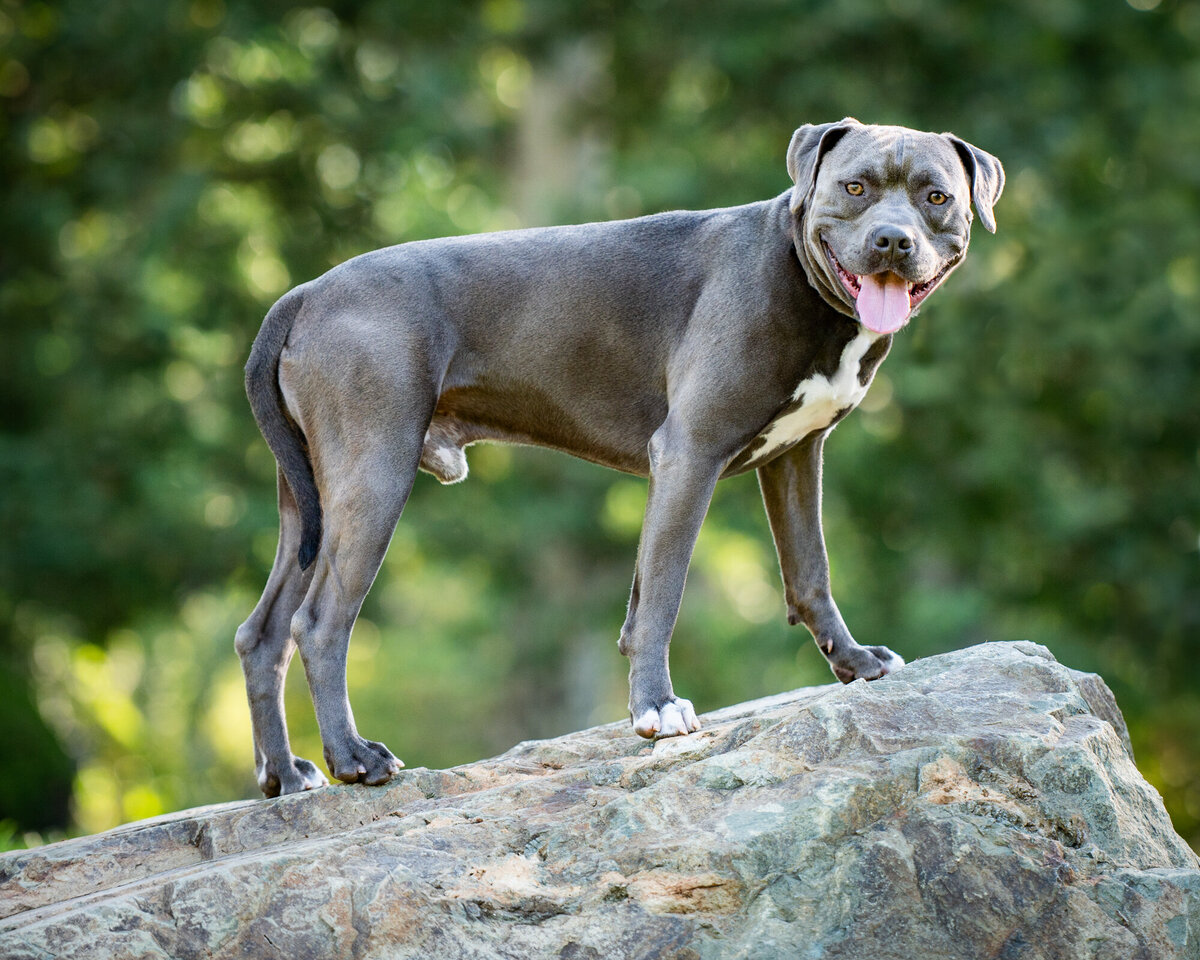 Folsom- Prision-Paws-on-the-block-pitbull