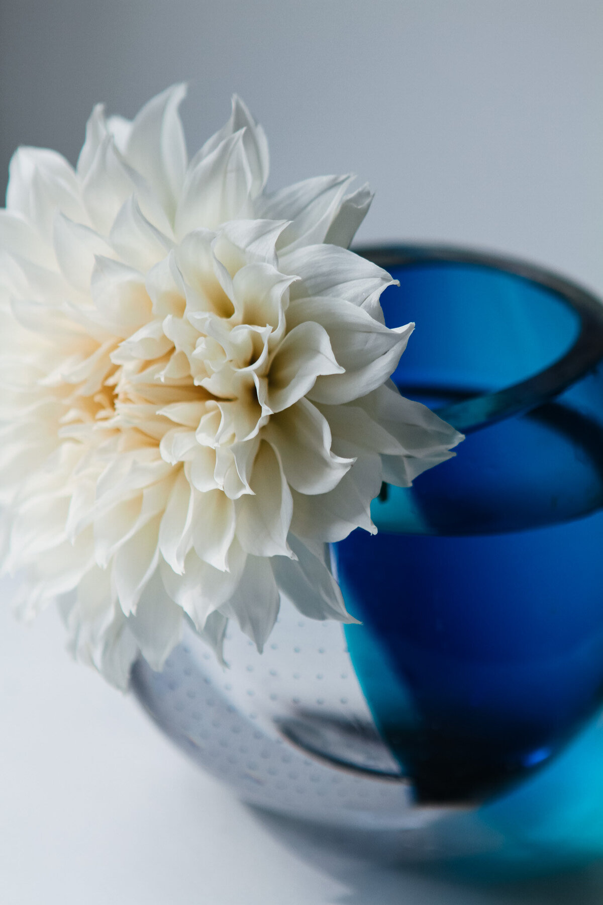 white-dahlia-dinnerplate-garden-flowers