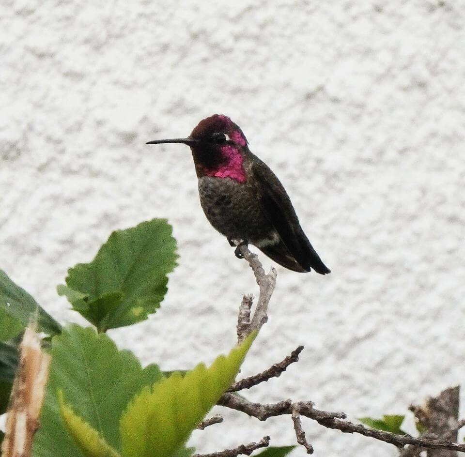 Part 3- Cerise Sitting Quietly in the Hummingbird Hedge 2