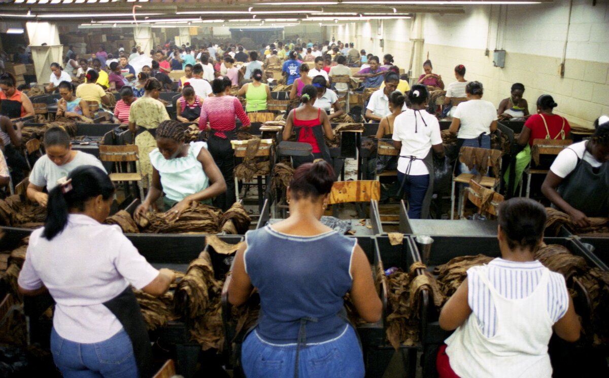 Women in large room sort tobacco leaves at factory in La Romana DR