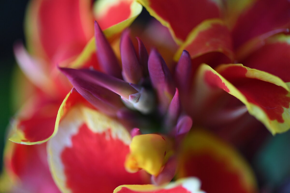 July garden - 266