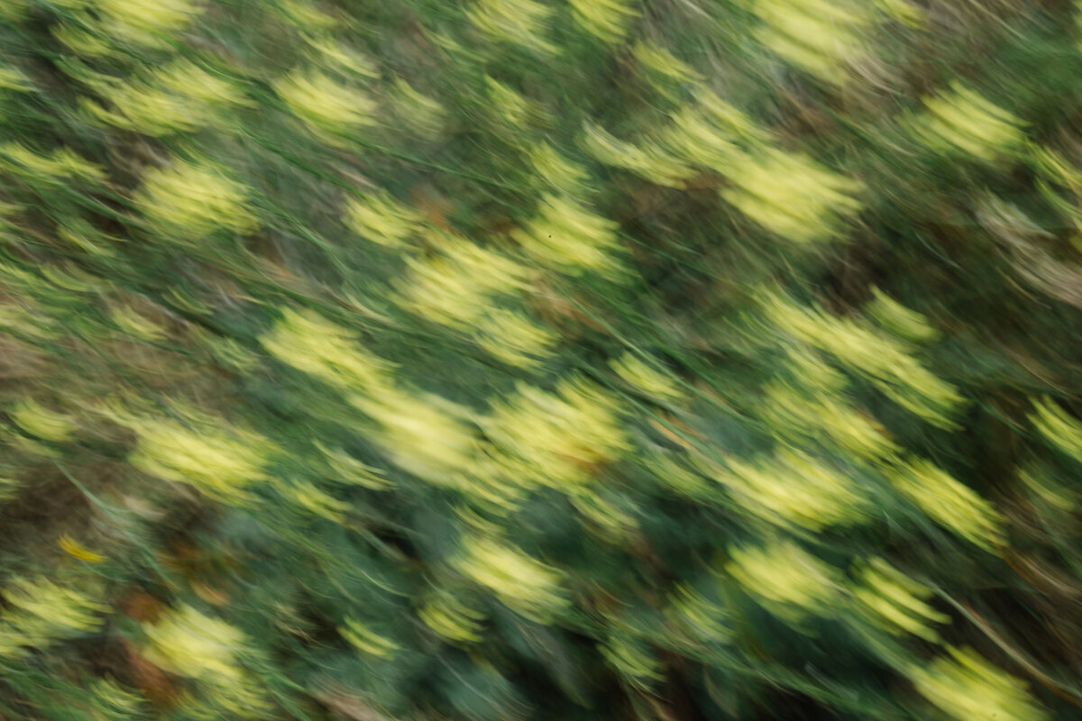 121_nature texture_helloemilie