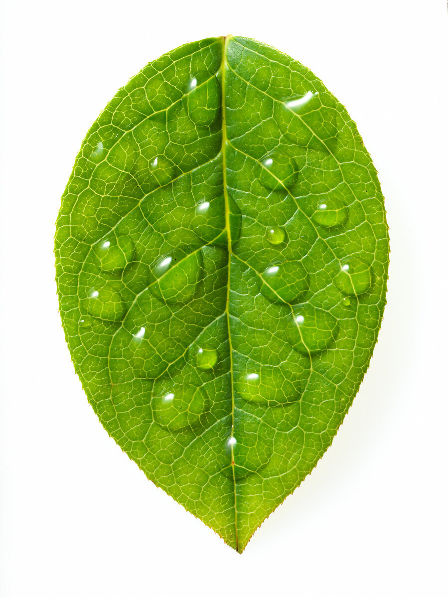 leaf-1