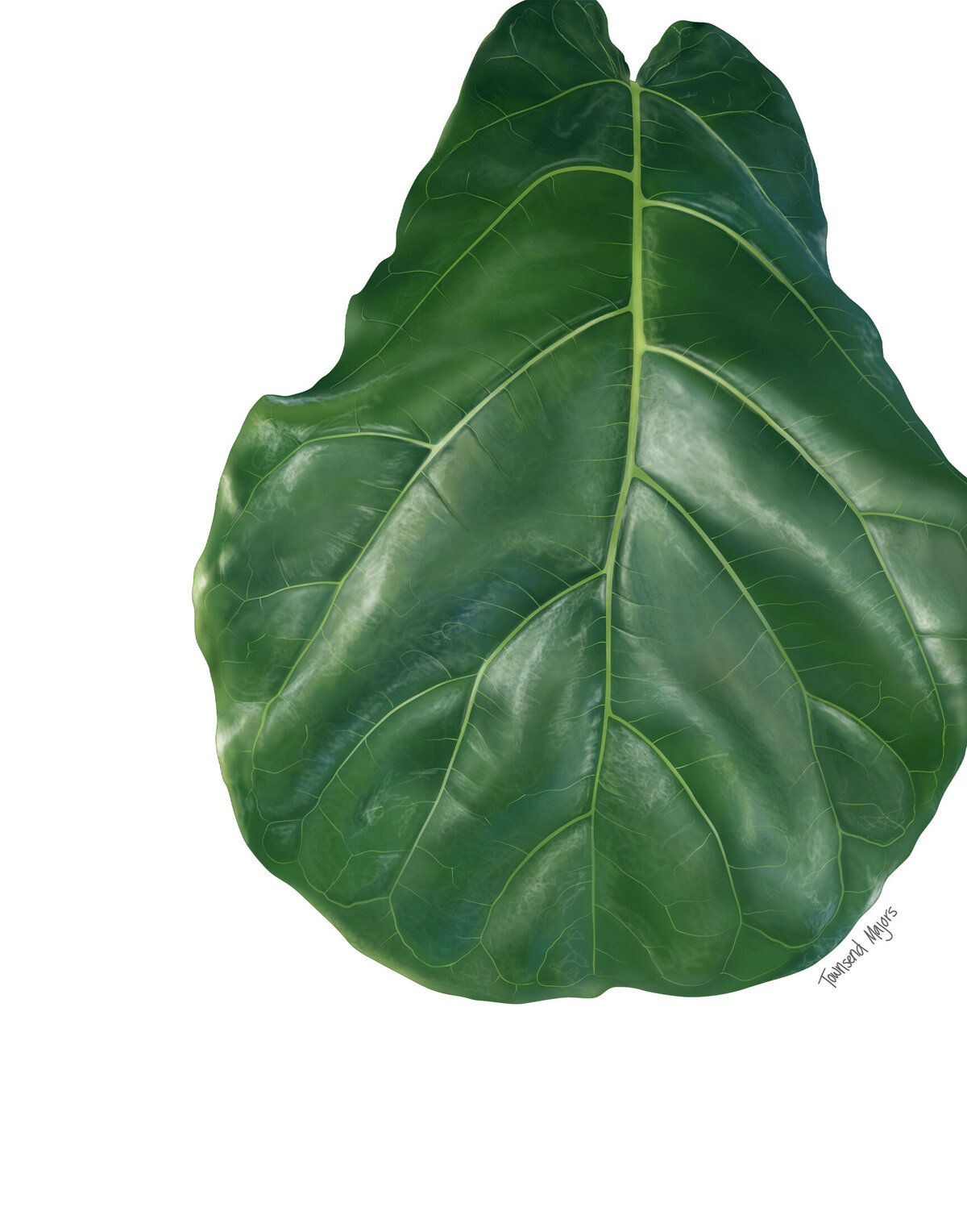 Townsend Majors' illustration of a fiddle leaf fig plant