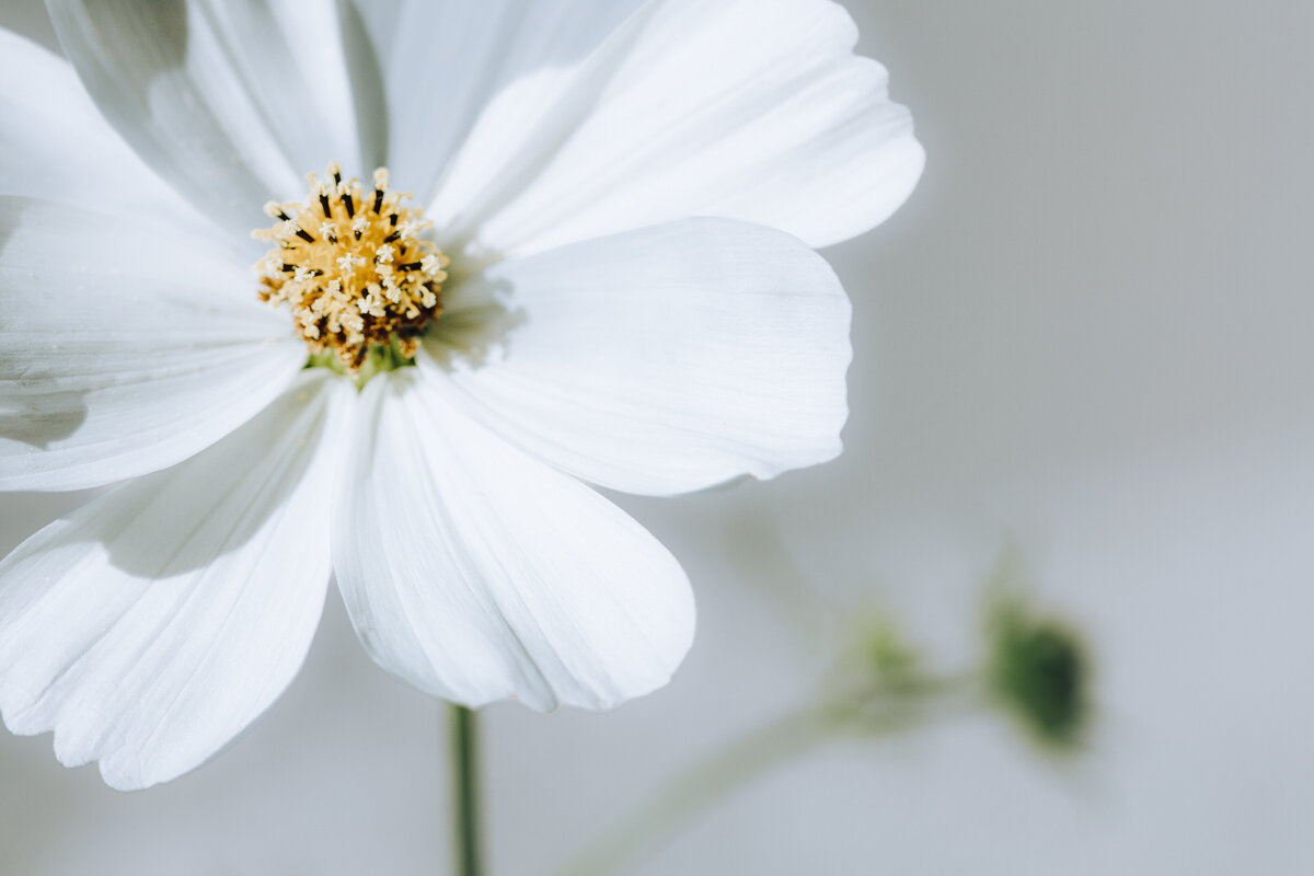 anenome_white_1116_C1