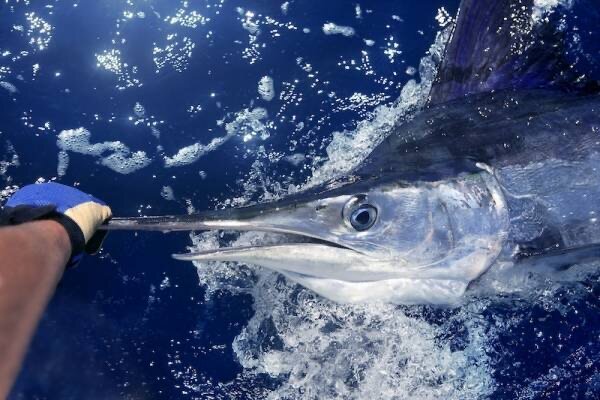 Marlin