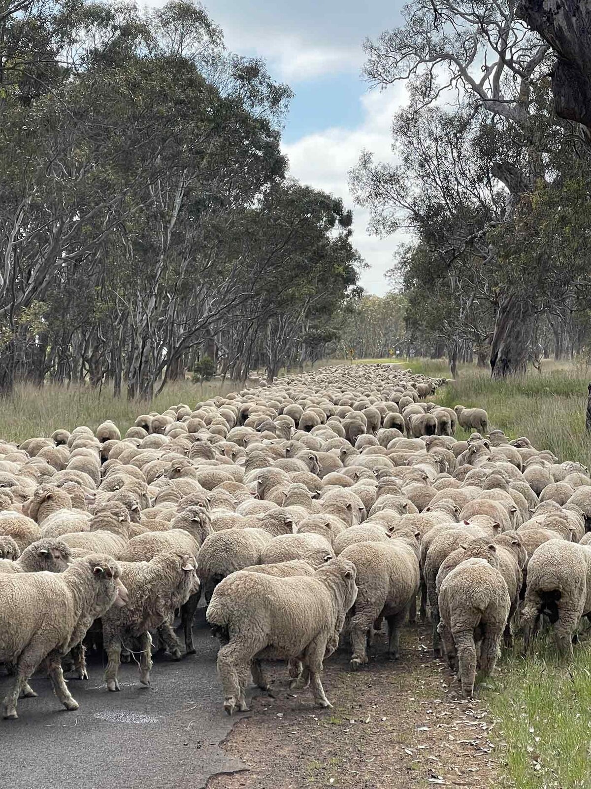 Superfine Merino Wool