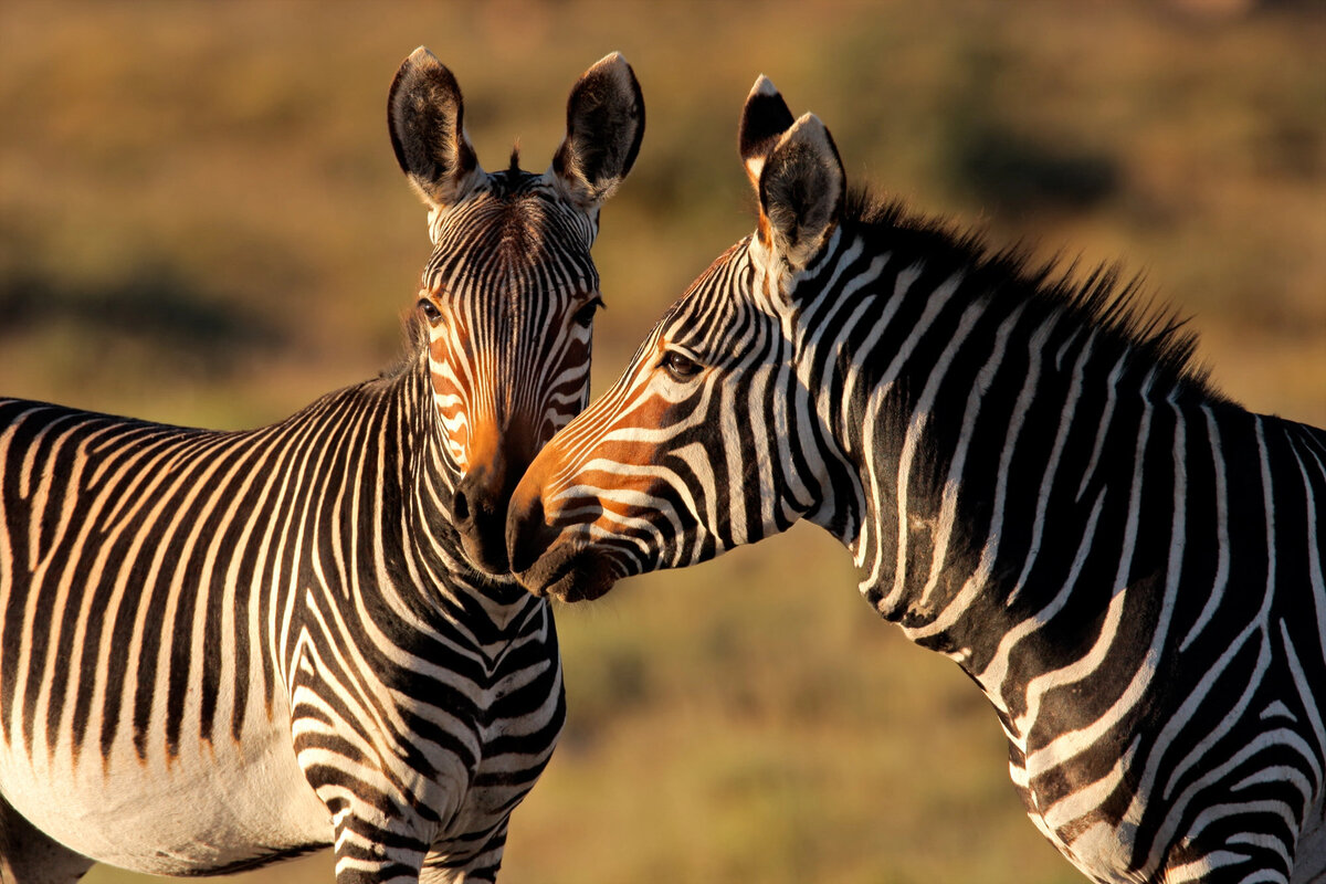 Two zebras nuzzling in the golden African savanna, illuminated by the warm glow of the setting sun.