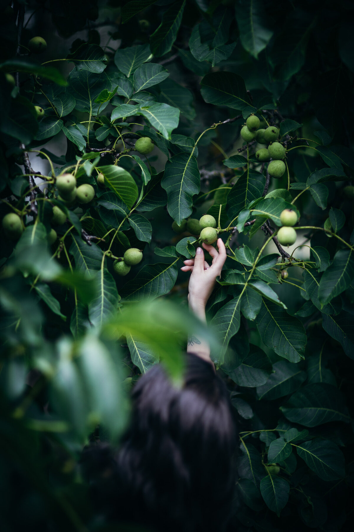 Walnut Harvesting Nocino