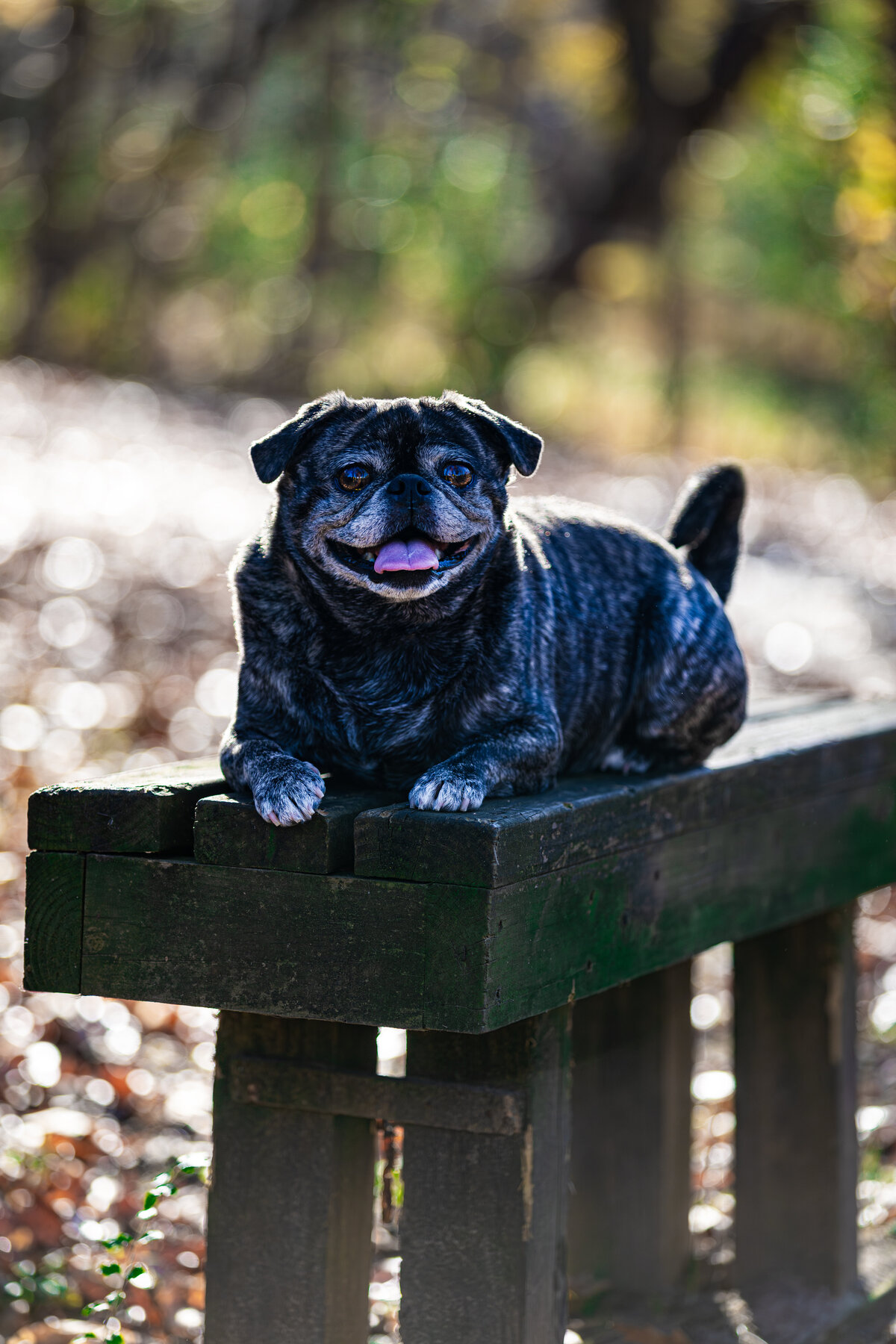 A brindle pug laying on a bench smiling at the camera.