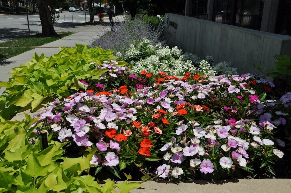 Commercial landscape company project in Kansas City: seasonal flowers showcase