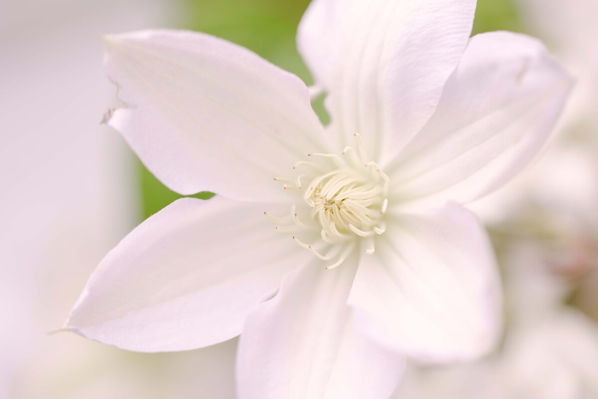 Close up photo of a white flower at a wedding
