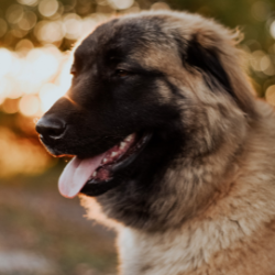 Estrela Mountain Dog Logo