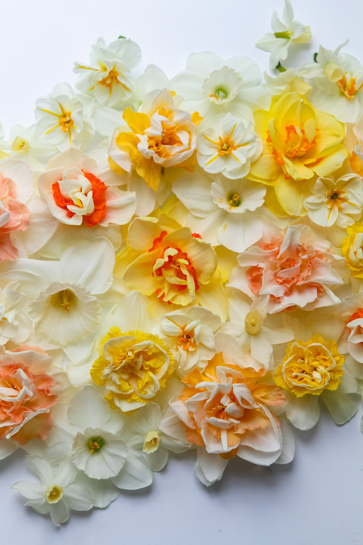 daffodils-garden-flowers