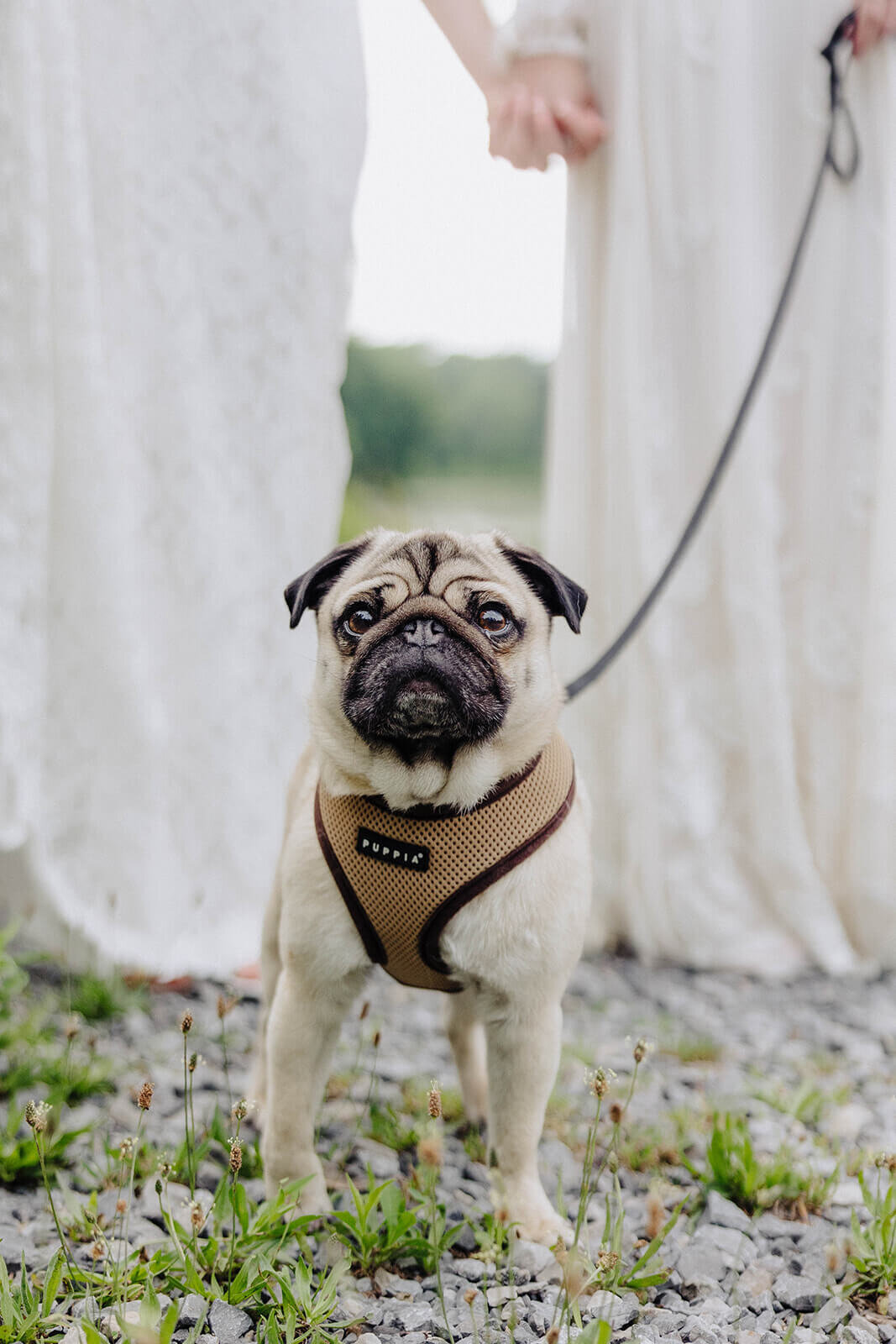 Pug dog at Cornell University wedding