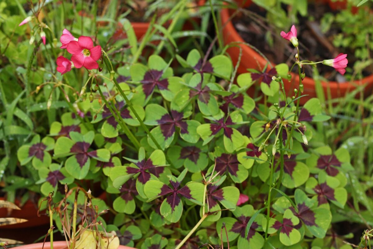 Oxalis-tetraphylla
