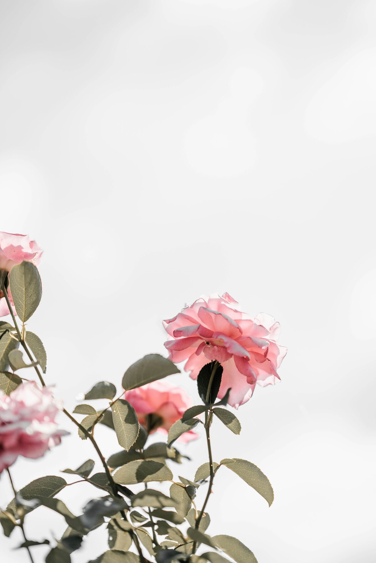 annie-spratt-fxbzT96KzOo-unsplash