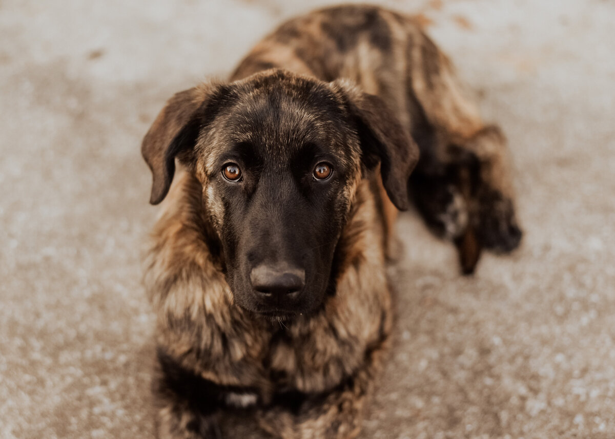Estrela Mountain Dog Puppy Short Hair-35
