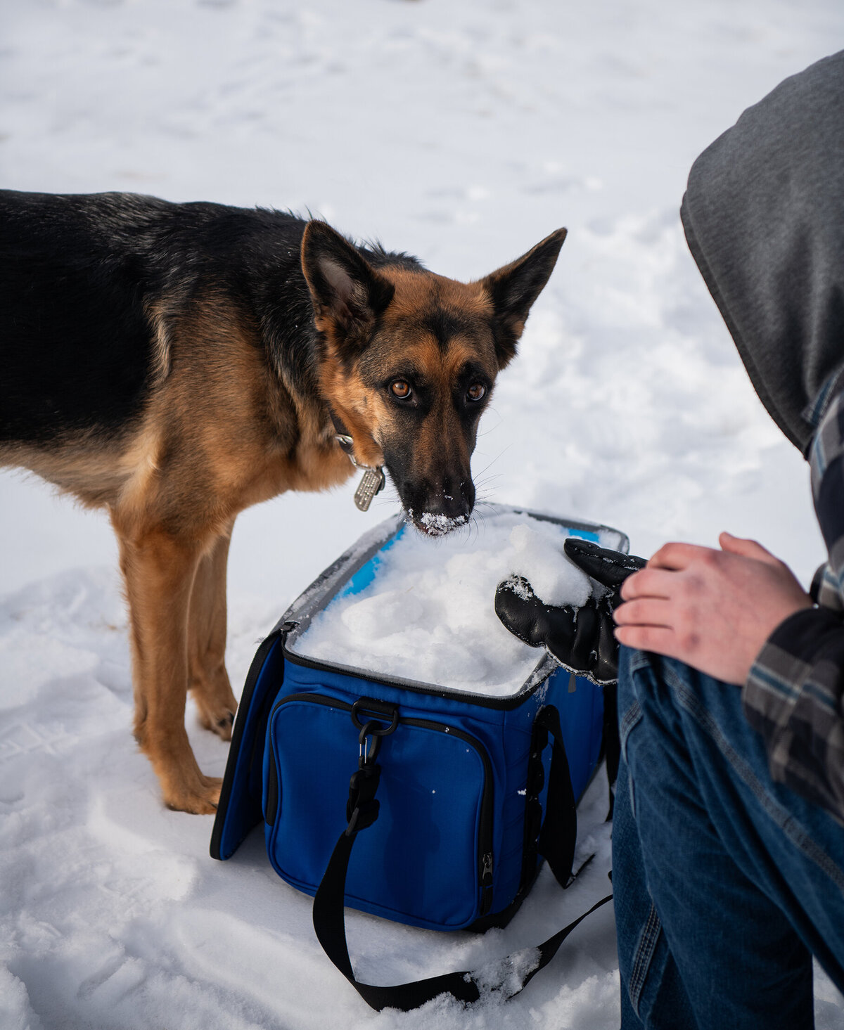 Portrait of a German Shepherd in the snow during a winter Rainbow Bridge photoshoot in Duluth, MN.