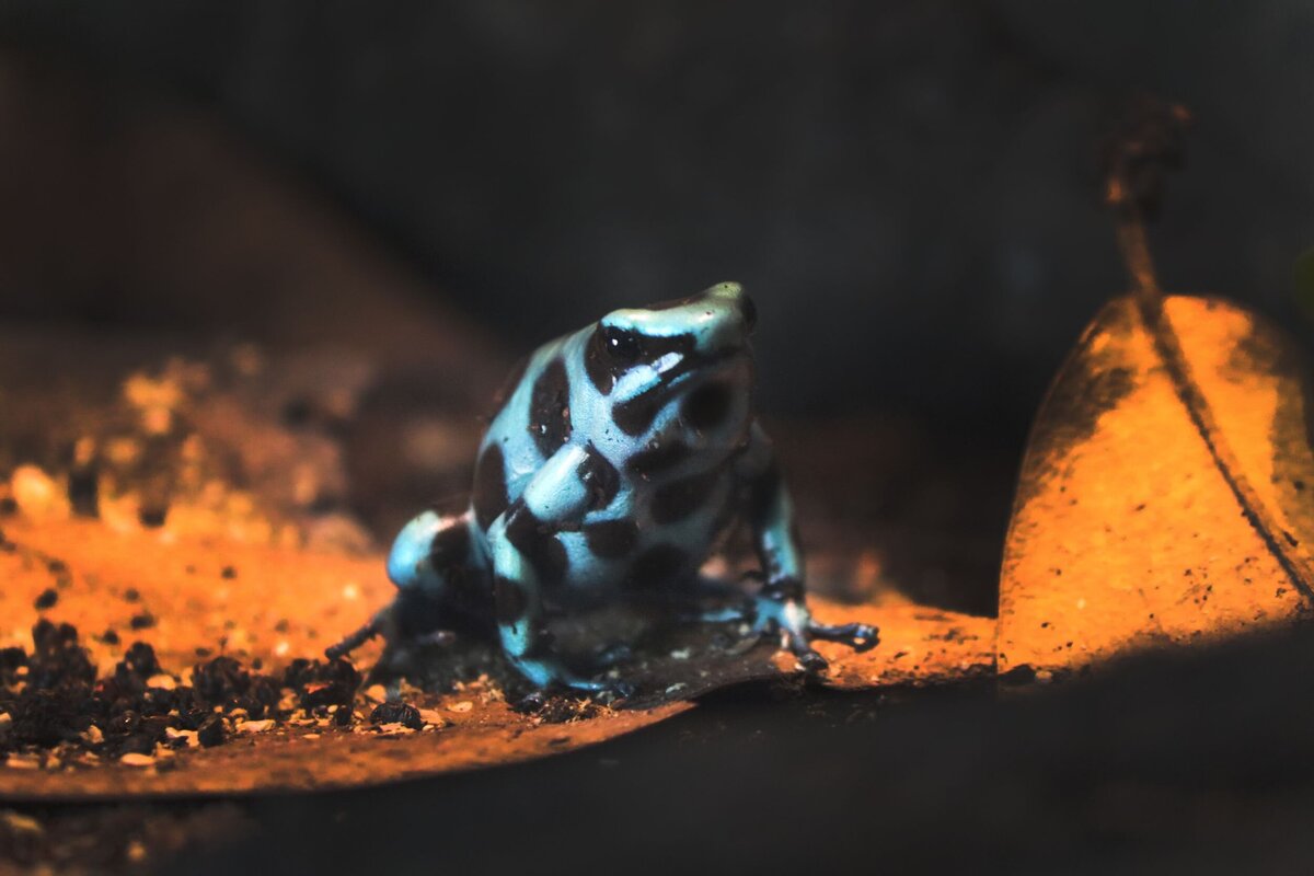 Blue_Poison_Dart_Frog-5439b1b4-2500