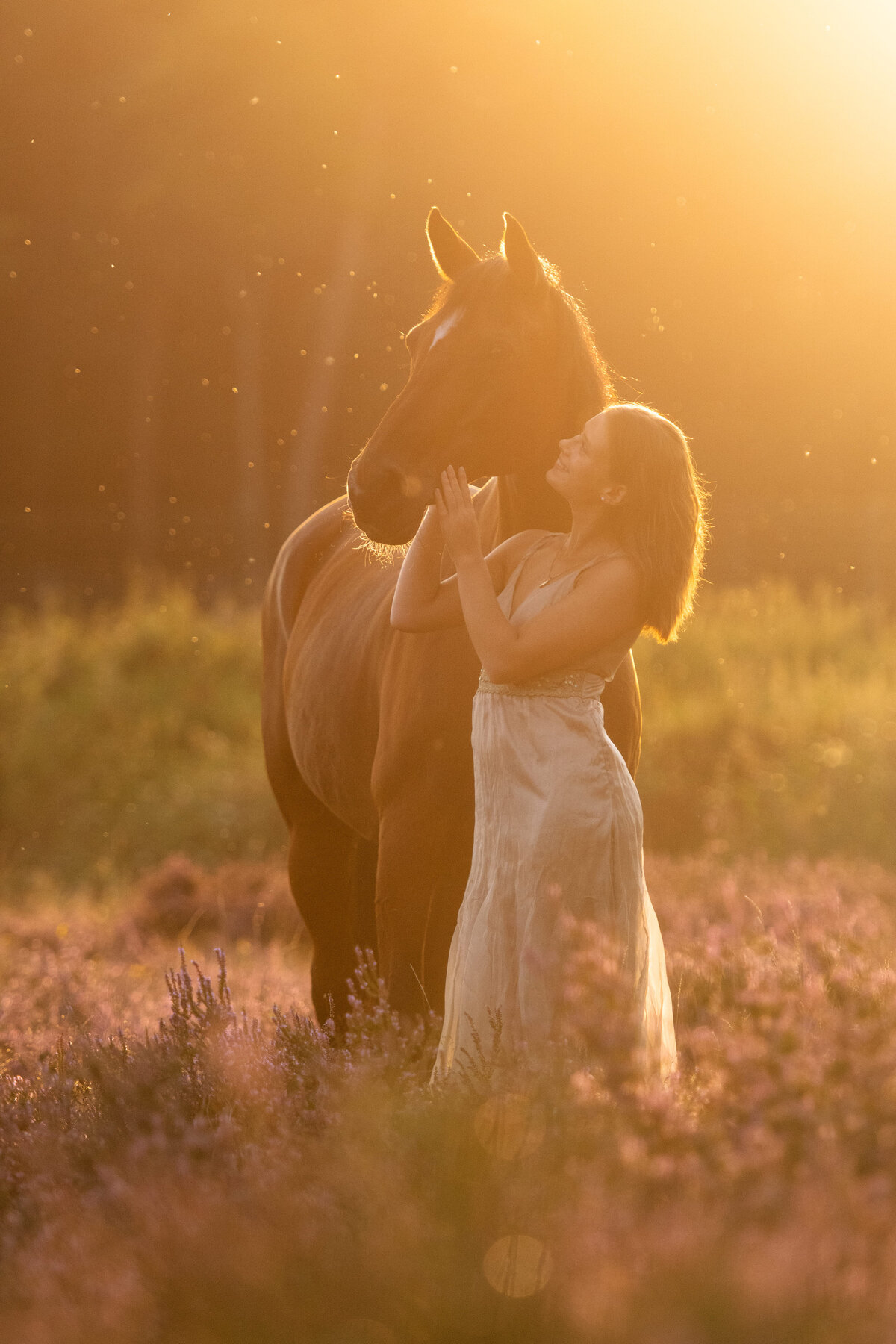 Pferdefotos-Sonnenuntergang-Araber-Hannoveraner-Professioneller-Pferdefotograf-Zafiri