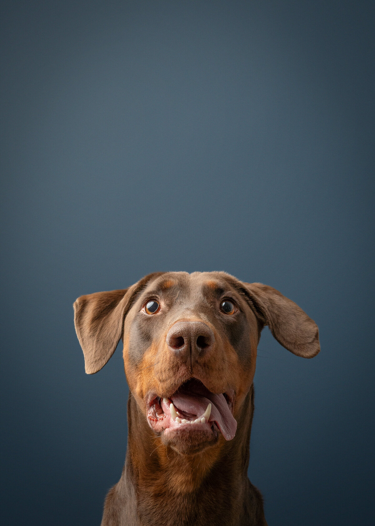 grey-bruce-owen-sound-photographer-pets-5