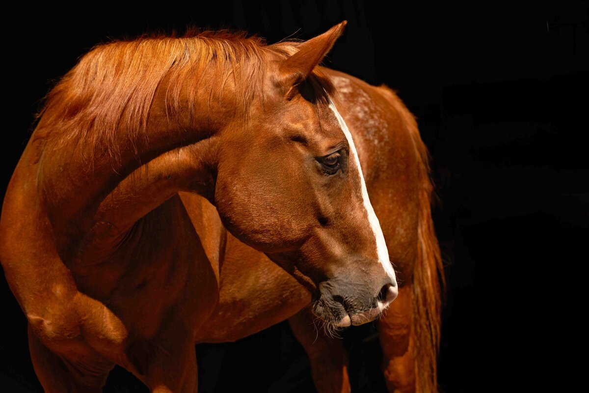 seattle-equine-photographer-5