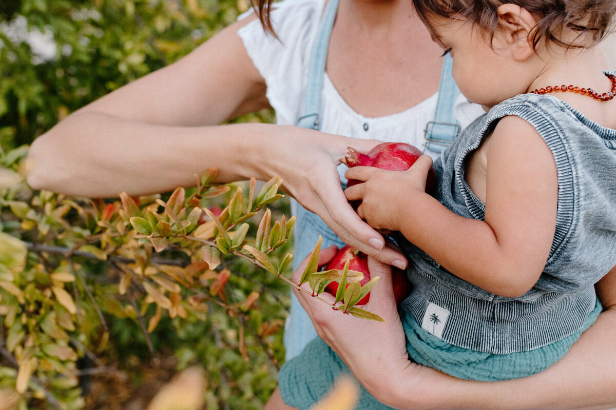 picking pomegranates with toddler