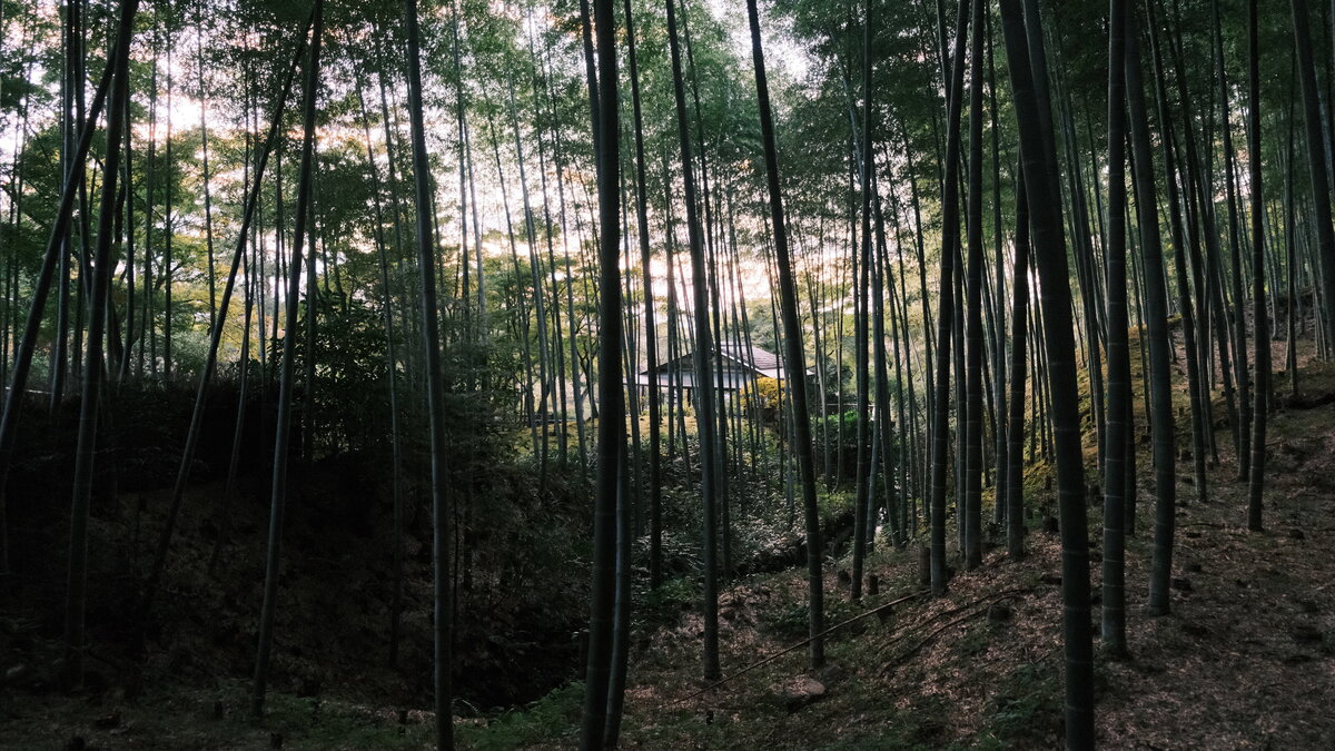 A wide angle photo of a bamboo forest in Kyoto, Japan.
