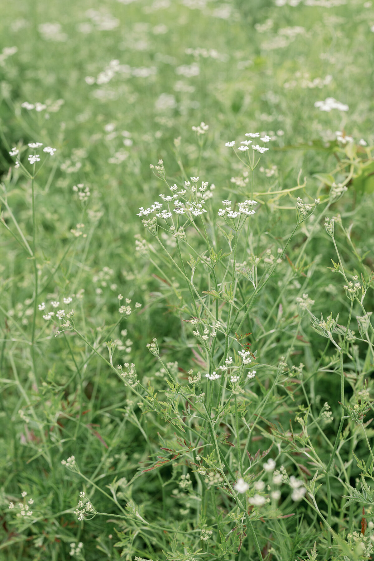 the-national-arboretum-engagement-session-with-dog-3