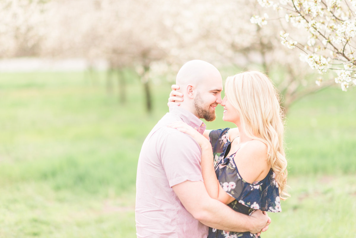 spring engagement portraits in the blooming cherry blossom orchard of michigan