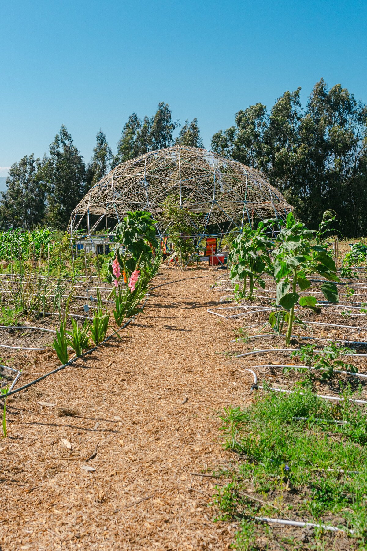 The-Ripe-Org-Farm-Ventura-California-Santa-Paula-Non-Profit-0042