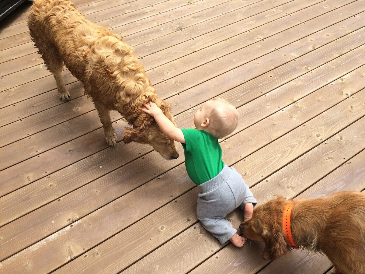 Appelgate-Golden-Retriever-Puppies-Molly-11