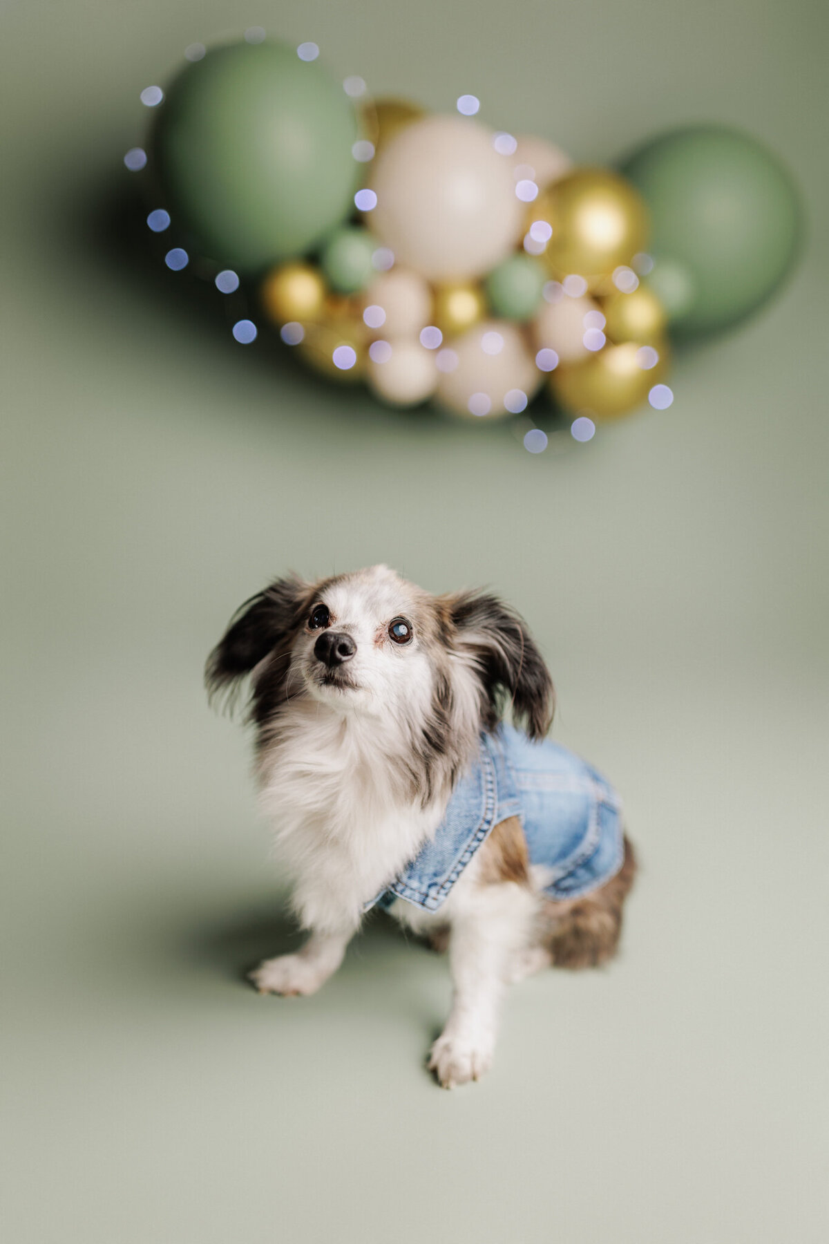 NW Arkansas pet photographer, dog photography NW Arkansas, pet photography near me