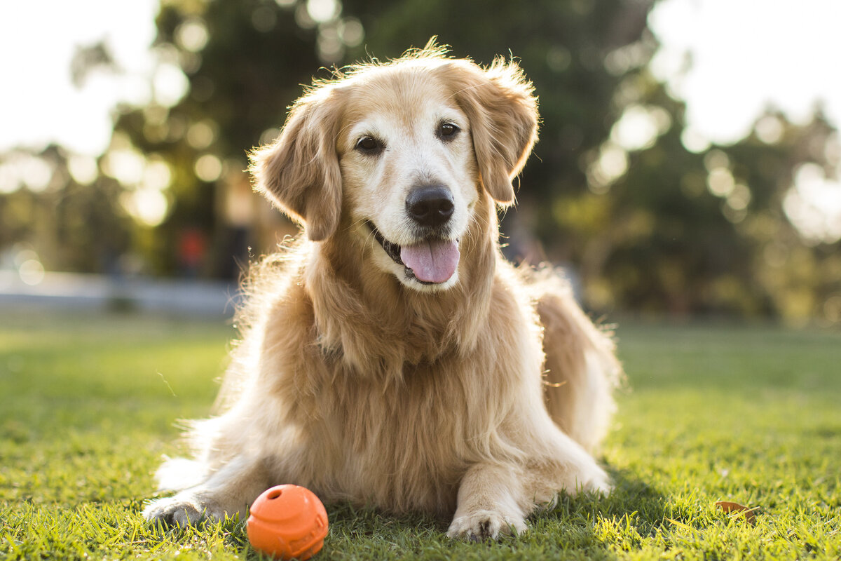 commercial dog photographer