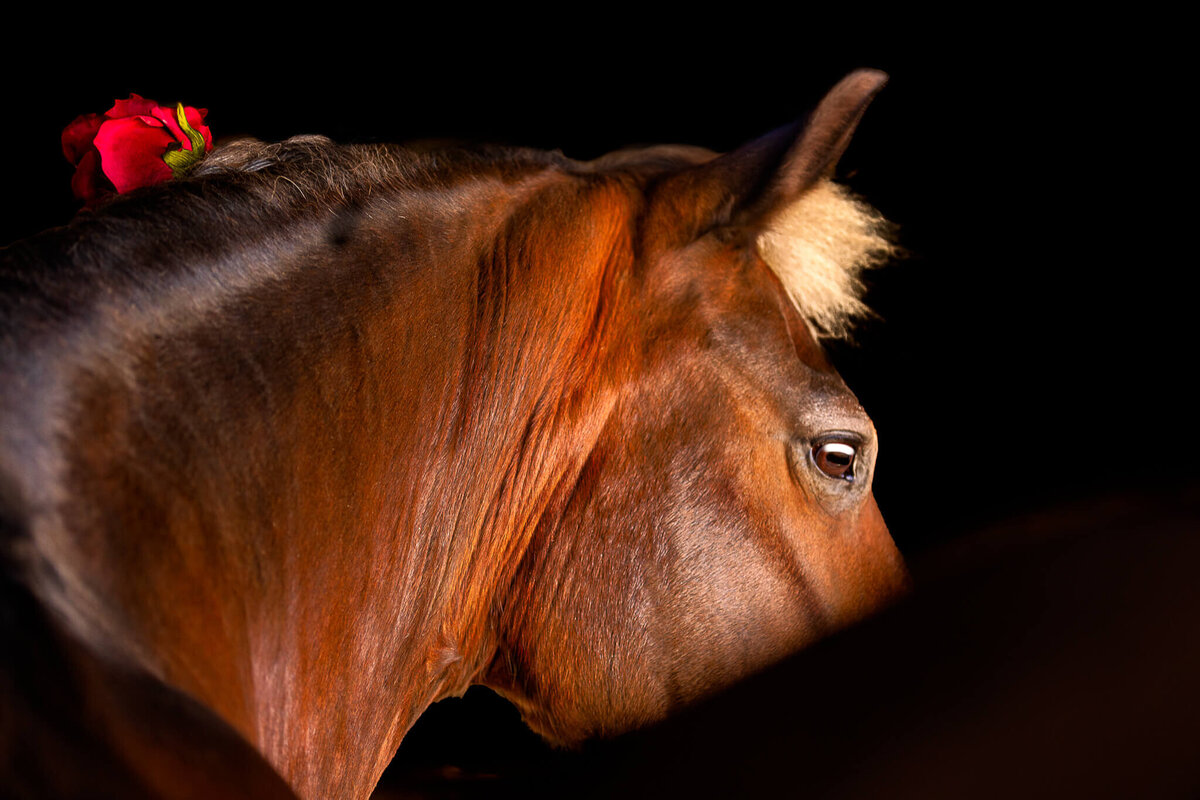 El-Paso-Texas-Fine-Art-Horse-Photographer-051